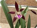 Encyclia Jairak Arrow